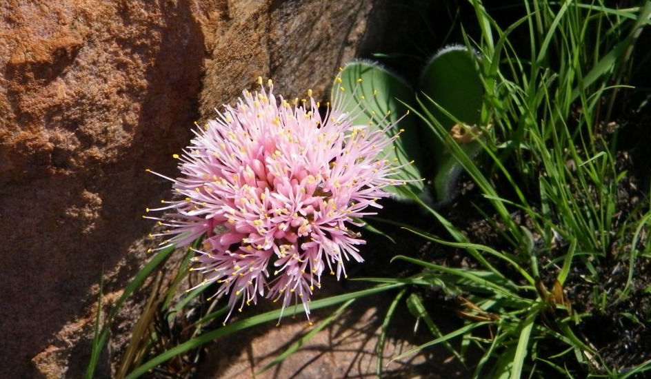 Ama Poot Poot flower Haemanthus humilis